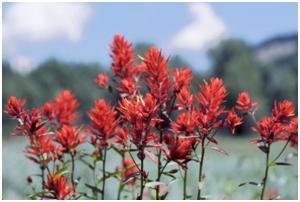 Indian Paintbrush, Courtesy of the National Park Service